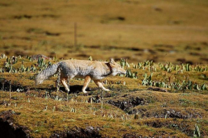 Tibetanska lisica: najmanja u obitelji Tibetanska lisica: najmanja u obitelji